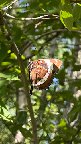 Western White Admiral