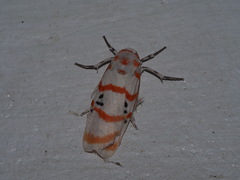 Cyana subalba