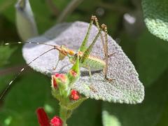 Scudderia