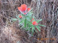 Castilleja nervata