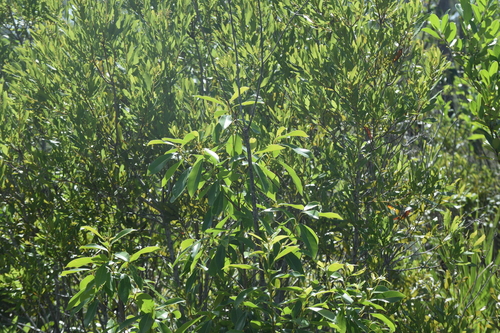 Sideroxylon salicifolium, photograph 5