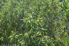 (c) William Harmon, some rights reserved (CC BY) Sideroxylon salicifolium, photograph (c) William Harmon, some rights reserved (CC BY)