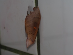 Euhampsonia formosana