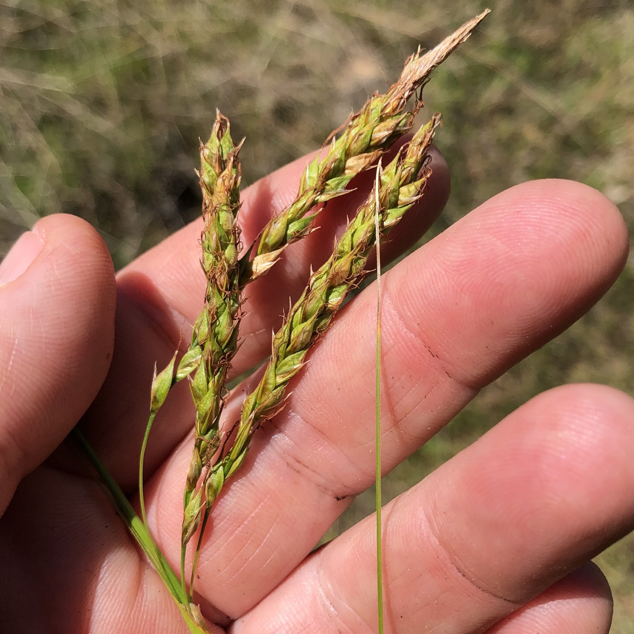 Carex obispoensis