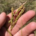 Carex obispoensis - Photo 由 Mary Duffy 所上傳的 (c) Mary Duffy，保留部份權利CC BY-NC