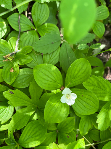 Canadian bunchberry