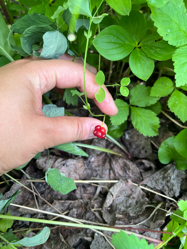 dwarf raspberry