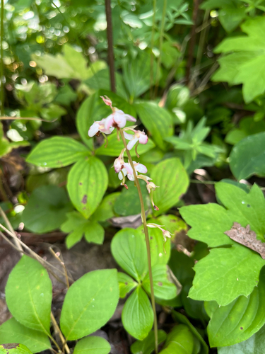 bog wintergreen