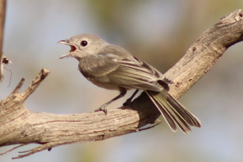 Gray Vireo
