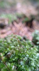 Bryophyta
