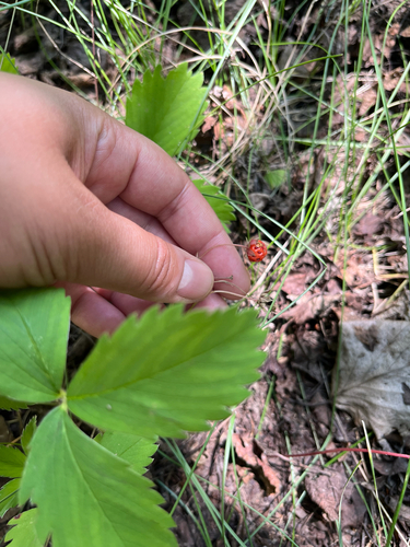 Virginia strawberry