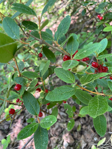 Canadian buffalo-berry