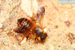 Megachile desertorum