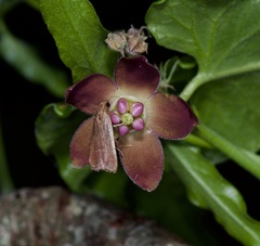 Arta epicoenalis