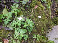 Anemonoides apennina