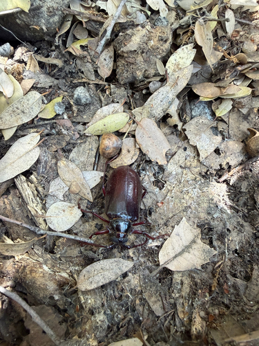 iNaturalist observation photo of California Root Borer