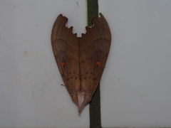 Euhampsonia formosana