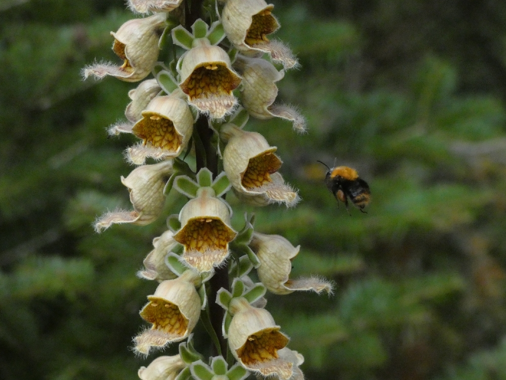 Digitalis ferruginea; photograph (c) Vasileia Sef, some rights reserved (CC BY)