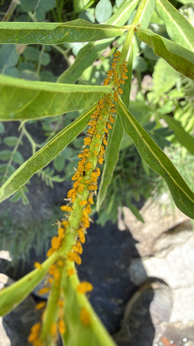 iNaturalist observation photo of Oleander Aphid