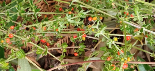 Galium hypocarpium, photograph 6