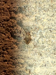 Hamatophylus guttulosus