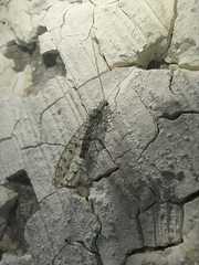 Eremochrysa punctinervis