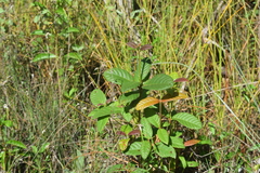 (c) William Harmon, some rights reserved (CC BY) Guettarda scabra, photograph (c) William Harmon, some rights reserved (CC BY)