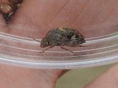 Stethaulax marmorata