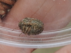 Stethaulax marmorata