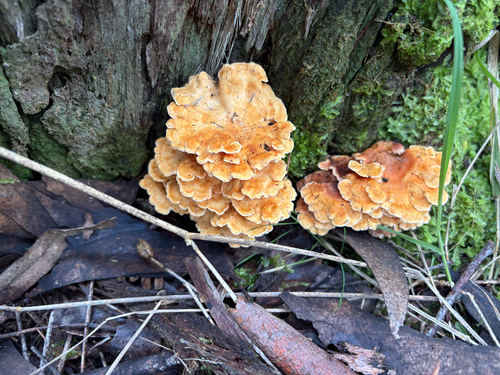 Pagoda Fungus