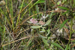 Pluchea baccharis, photograph (c) William Harmon, some rights reserved (CC BY)