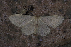 Idaea sakuraii