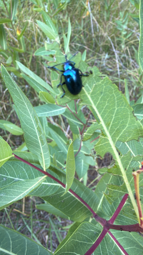iNaturalist observation photo of Cobalt Milkweed Beetle