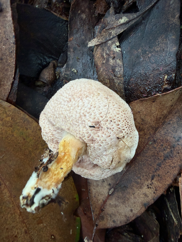 marshmallow bolete