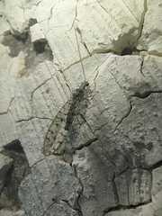 Eremochrysa punctinervis