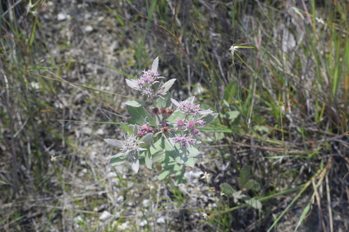 Pluchea baccharis, photograph 3