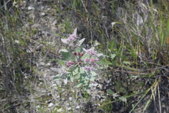 Pluchea baccharis, photograph (c) William Harmon, some rights reserved (CC BY)