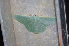 Thalassodes intaminata