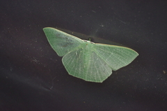 Thalassodes intaminata