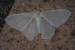 Thalassodes intaminata