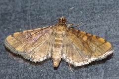 Nacoleia satsumalis
