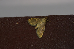 Nacoleia satsumalis