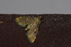 Nacoleia satsumalis