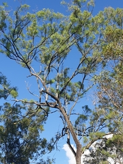 Eucalyptus crebra