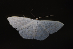 Scopula coniaria