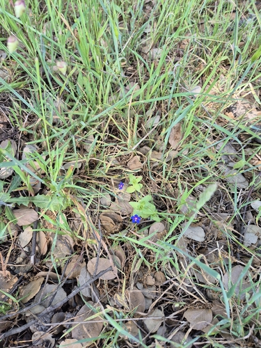 Blue Scarlet Pimpernel