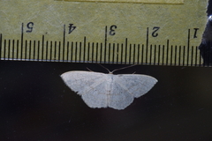 Scopula coniaria