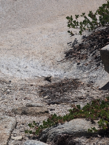 iNaturalist observation photo of Western Fence Lizard