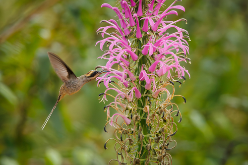 Scale-throated Hermit