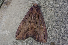 Ercheia dubia